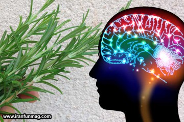 گیاهان تقویت کننده مغز