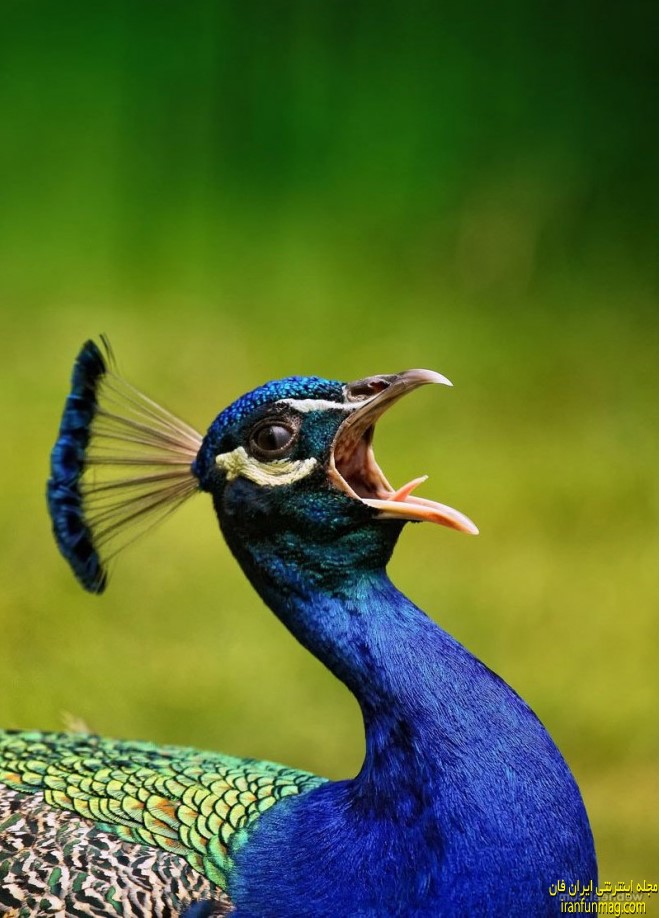 عکسهای زیبا و بی نظیر از پرندگان