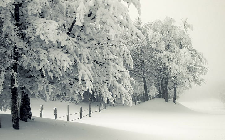 عکس درختان زمستانی