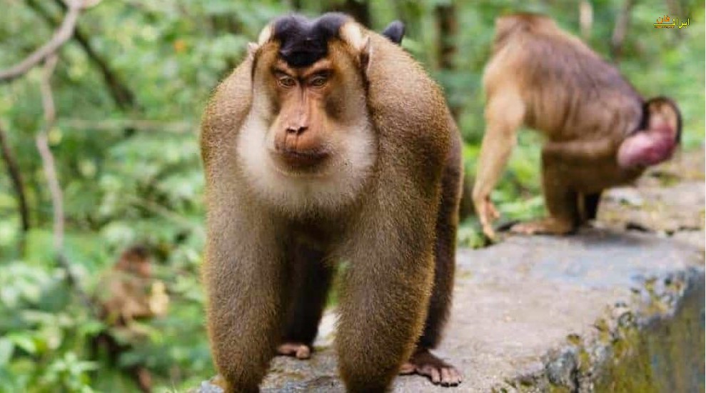 عکس میمون ها