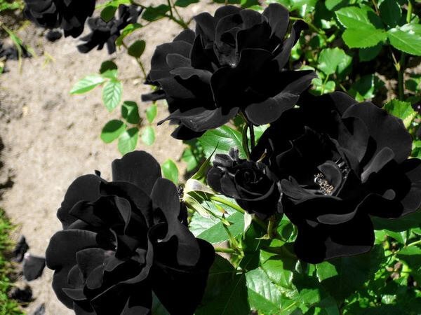 گل رز باراکا سیاه