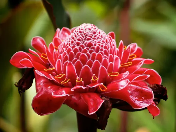 10 حقیقت شگفت انگیز درباره گل زنجبیل مشعل