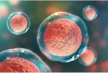 سلولهای بنیادی چیست؟